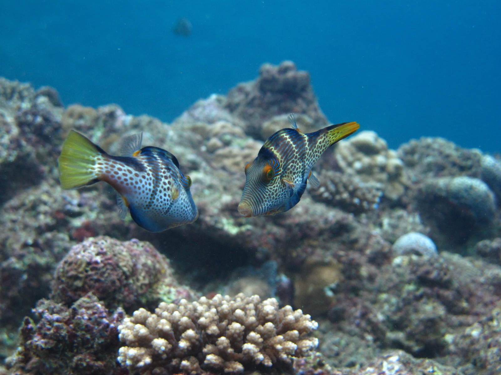 シマキンチャクフグ 沖縄の海の生き物たち