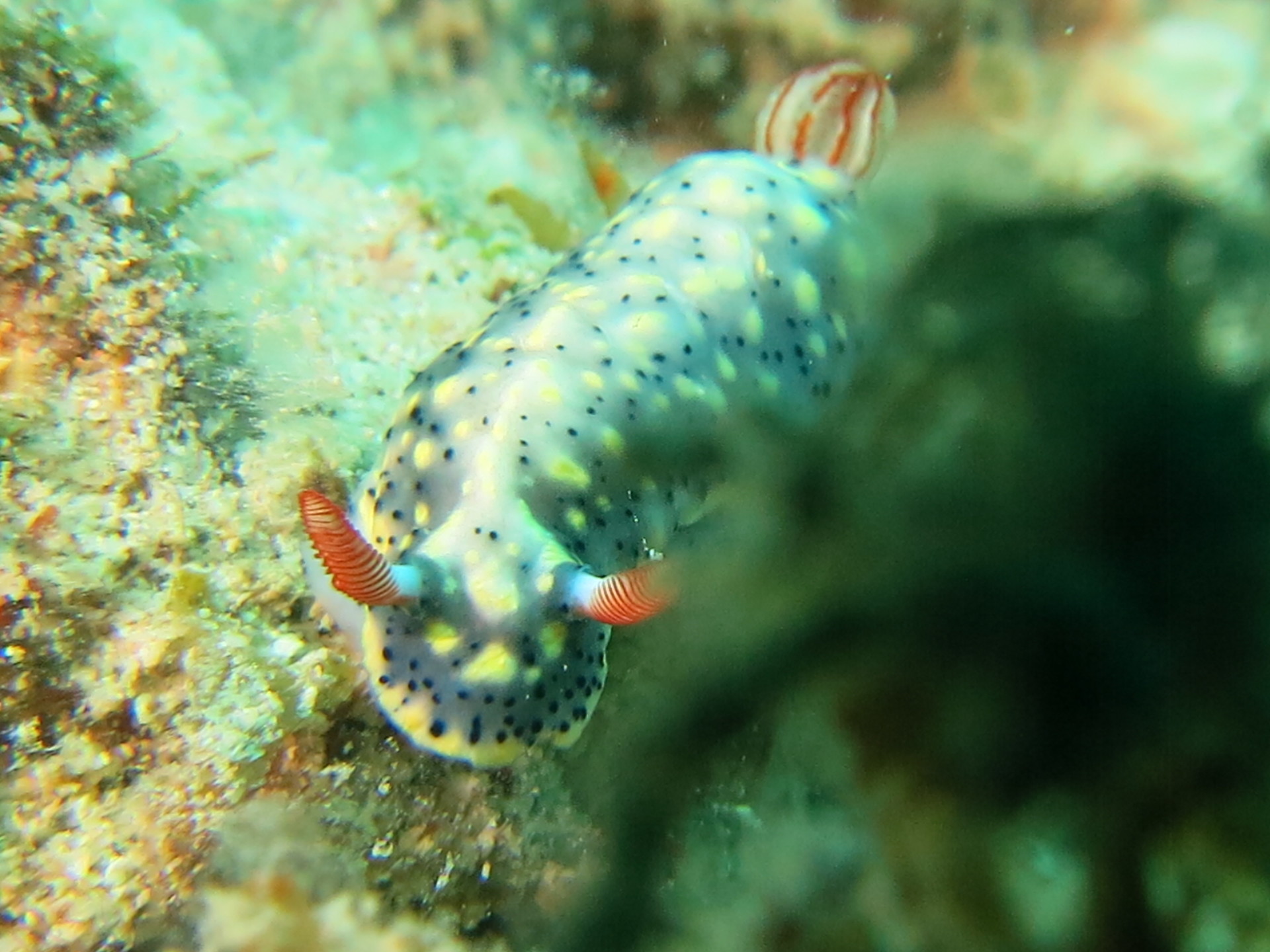 沖縄の海の生き物たち