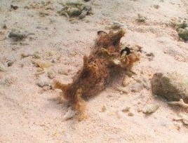 アメフラシ 沖縄の海の生き物たち