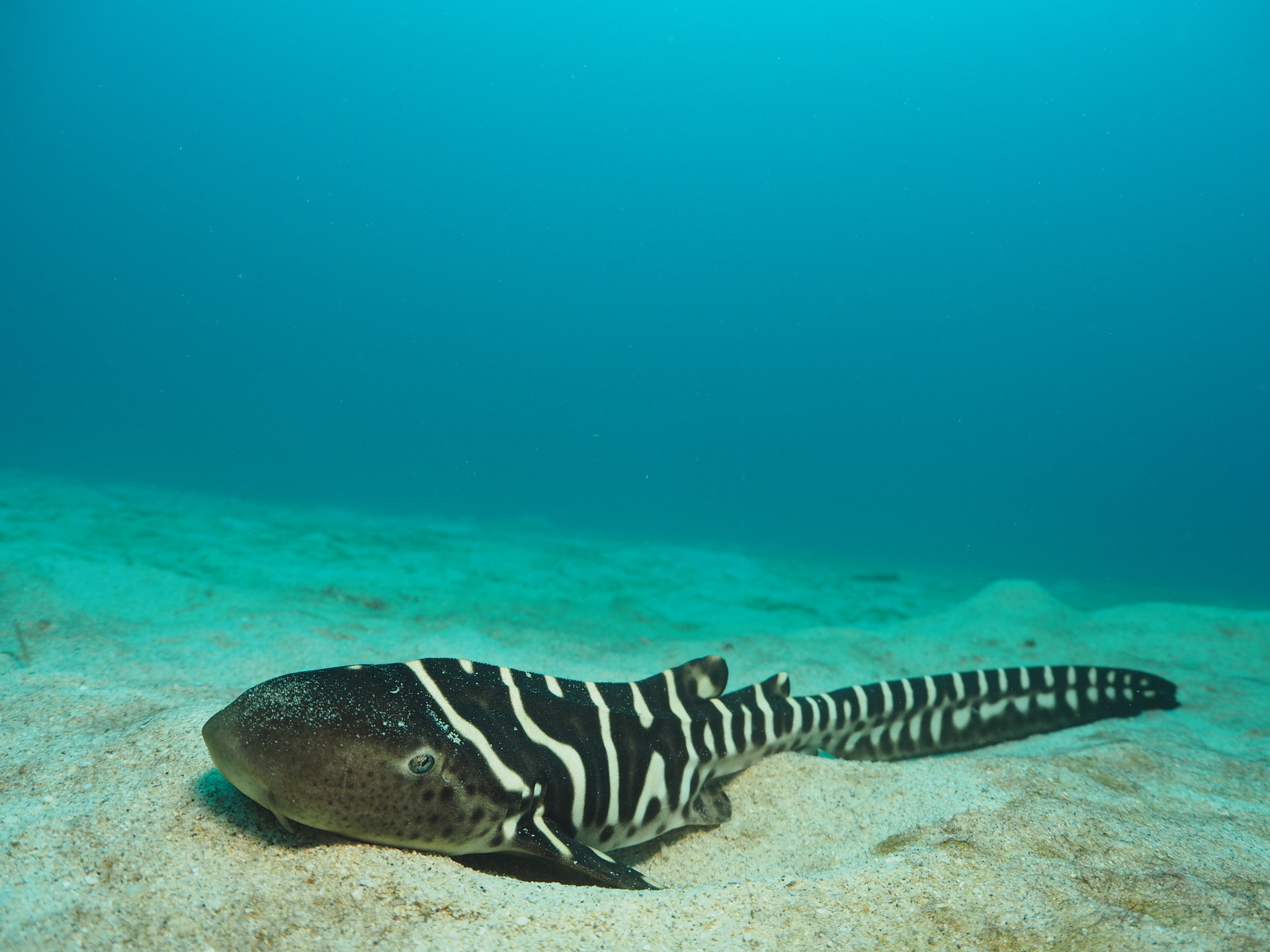 トラフザメ 幼魚 沖縄の海の生き物たち